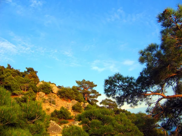 Krajina s borovicemi a modrá obloha — Stock fotografie