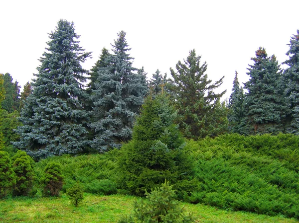 stock image Pine trees in park