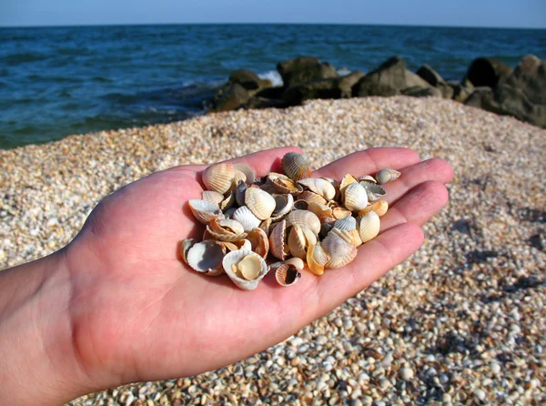 stock image Seashells