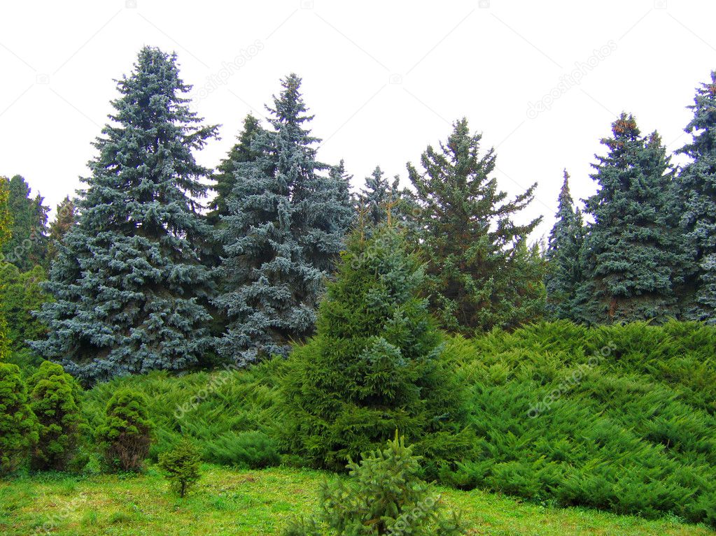 Pine trees in park