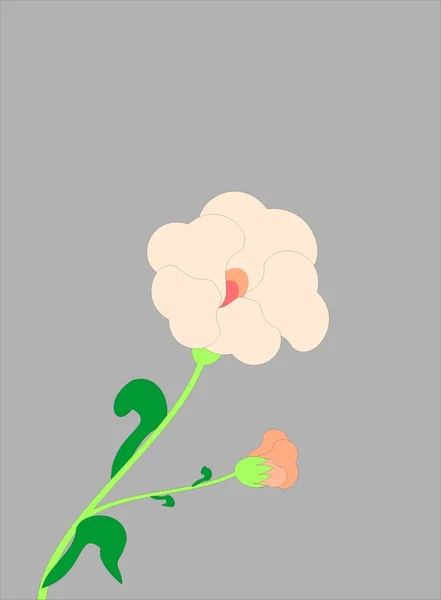 꽃 카드 — 스톡 사진