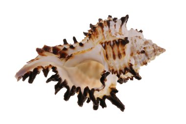 deniz kabuğu