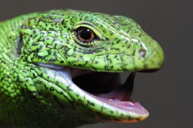 Green lizard clipart