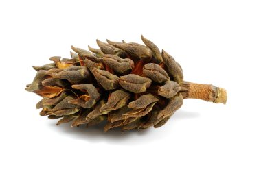 Close-up photo of magnolia cone clipart