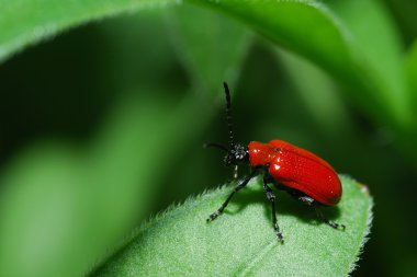 Close-up photo of red bug clipart