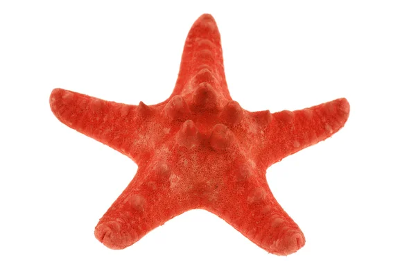 Stella marina rossa isolata su bianco — Foto Stock