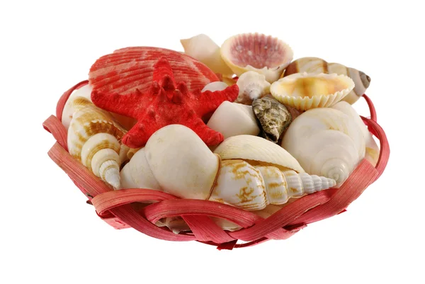 Seashells composition in red crib — Stock Photo, Image