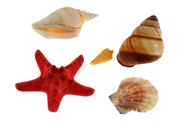 Group of sea shells with starfish — Stock Photo, Image