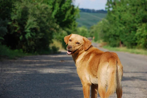 Yoldaki köpek. — Stok fotoğraf