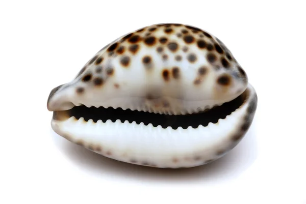 Shell isolated on white — Stock Photo, Image