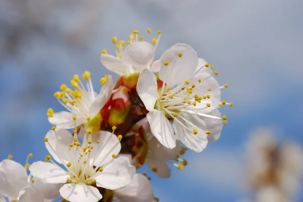 stock image Apricot