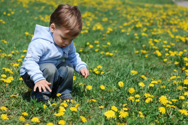 Small boy in dandelions — Stock Photo, Image