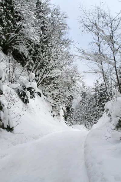 Karlı kış orman yolu ile — Stok fotoğraf