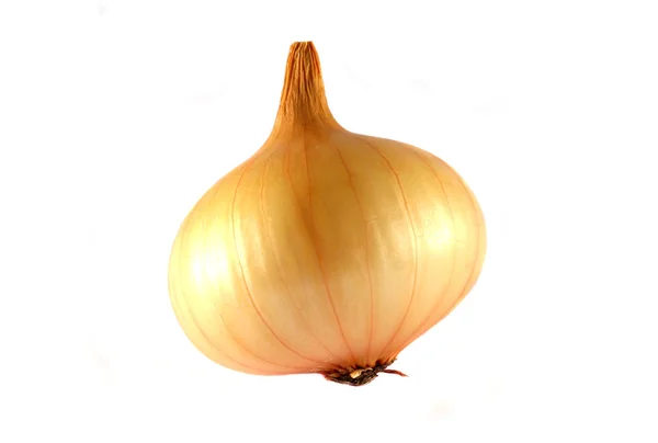 Large onion head — Stock Photo, Image