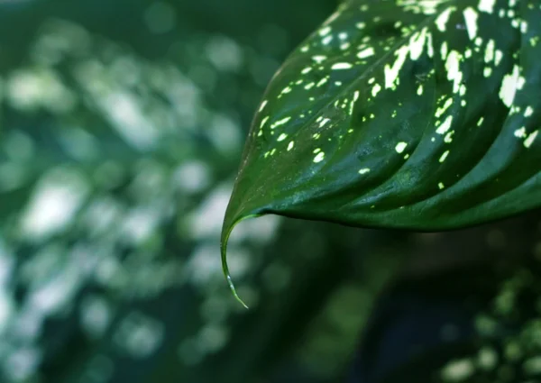 Dark-green leaf closeup — Stock Photo, Image