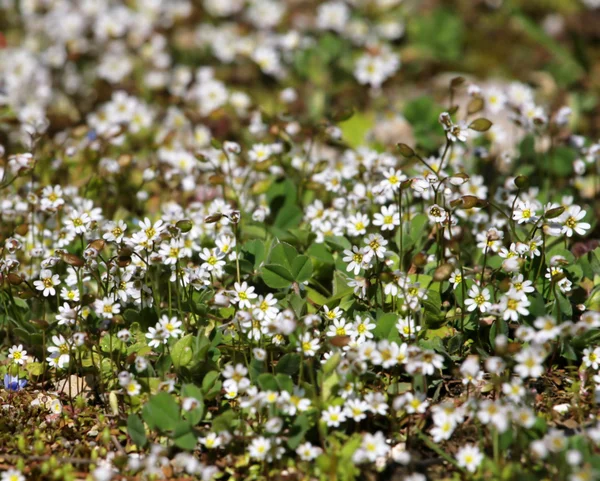 Kis virágok a fűben — Stock Fotó