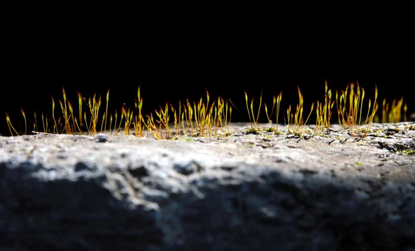 아스팔트에 균열에서 성장 하는 잔디 — 스톡 사진