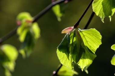 Aspen tree branch with spring buds clipart