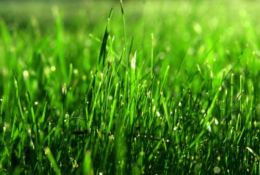 Green grass clipart