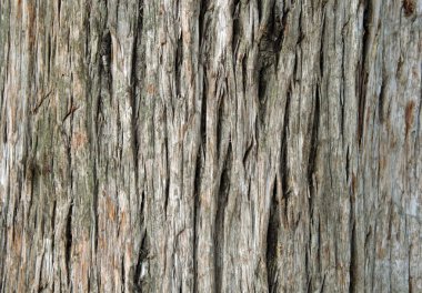 Closeup of old juniper tree bark clipart