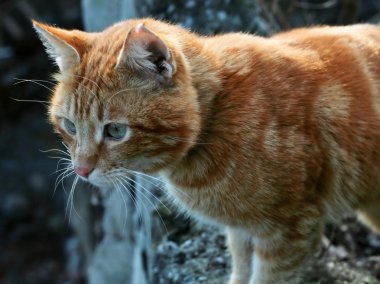 Kırmızı kedi closeup portre