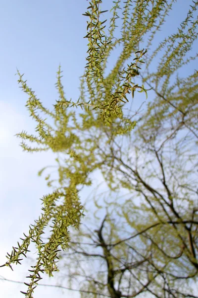Willow branches — Stock Photo, Image
