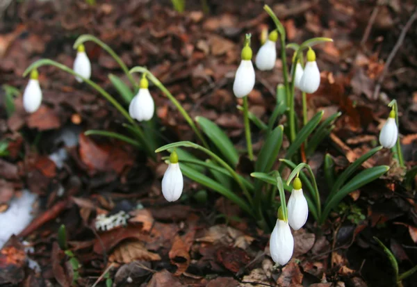 Den første snøen faller – stockfoto