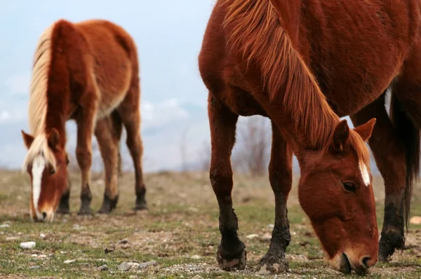 Cavalos de engomar — Fotografia de Stock