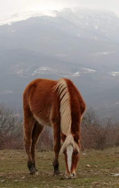 Cavalo de trituração em um pasto de montanha — Fotografia de Stock