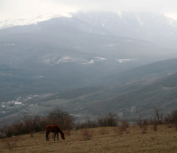 Кінь у горах — стокове фото