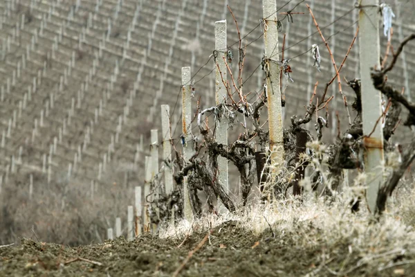 Vineyard in early spring — Stock Photo, Image