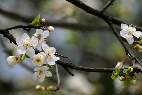 Сherry blossom — Stock Photo, Image