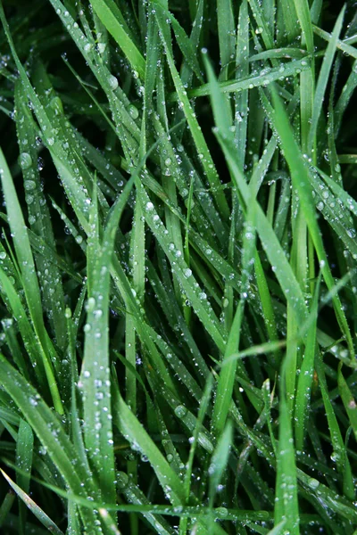 Трава з краплями роси — стокове фото