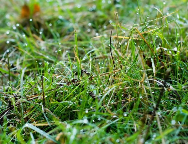 Zielona trawa z rosą — Zdjęcie stockowe