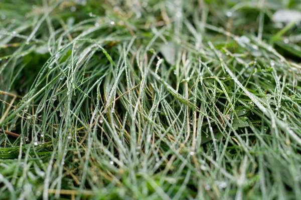 Зеленая трава с росой — стоковое фото