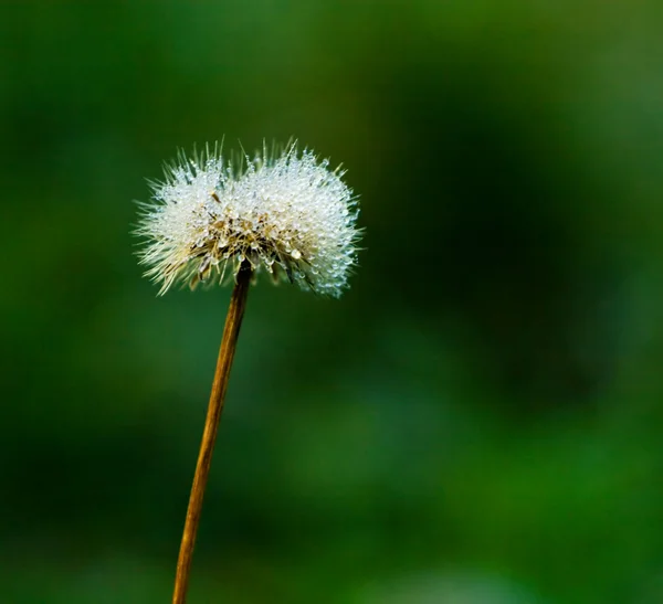 Dandelion covered with dew drops — Stock Photo, Image