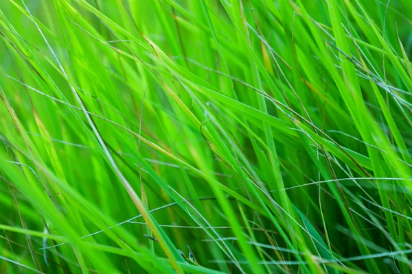 Зелена трава з росою — стокове фото