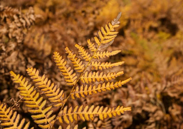 stock image Autumn yellow fern