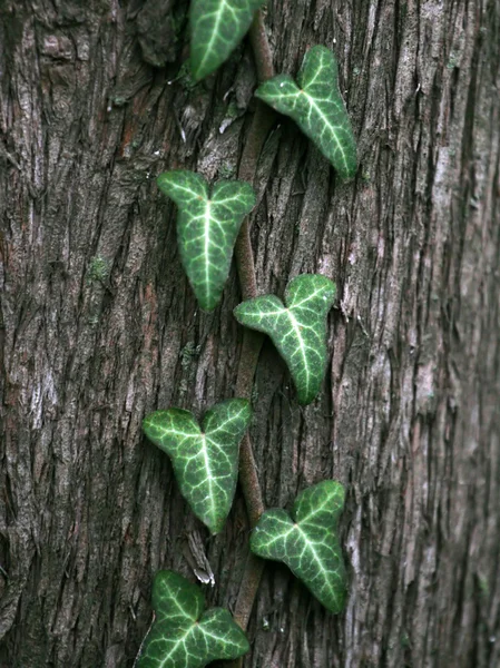 stock image Green ivy vine