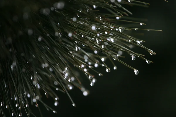비 후 소나무 바늘 — 스톡 사진
