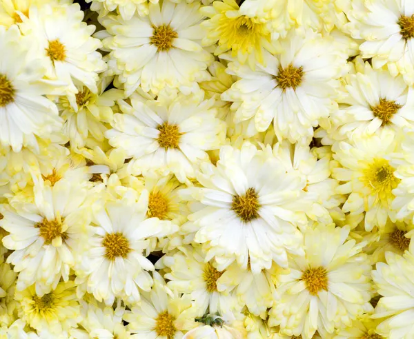 Beautiful yellow flowers background — Stock Photo, Image