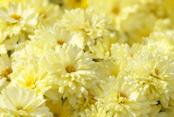 Beautiful yellow flowers background — Stock Photo, Image