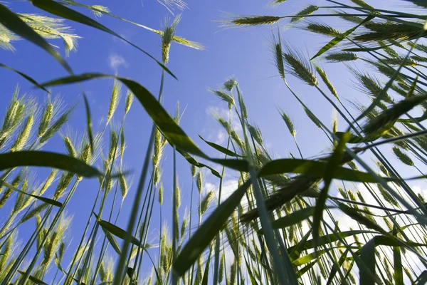 Пшеничные уши на голубом фоне неба — стоковое фото