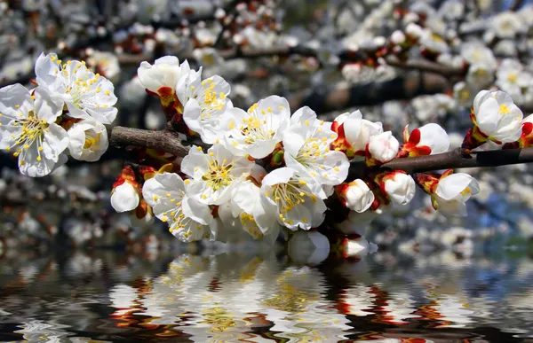 Sakura cherry flowers branch — Stock Photo, Image