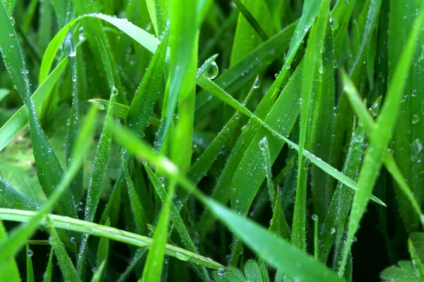 绿草有露水 — 图库照片