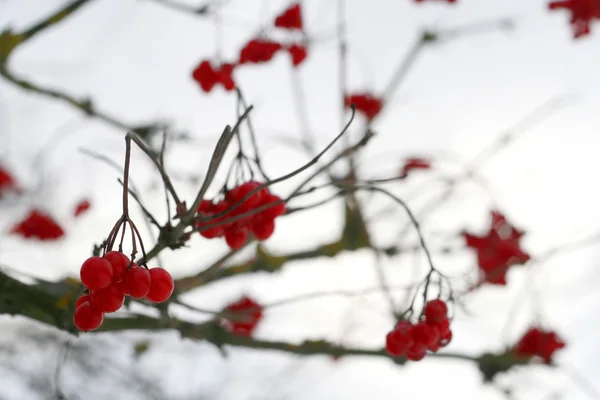 Nahaufnahme von roten Viburnum-Beeren — Stockfoto