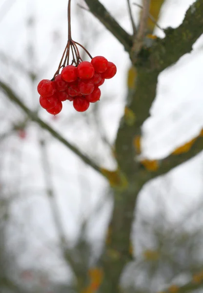 Close-up of red viburnum berries — Stock Photo, Image