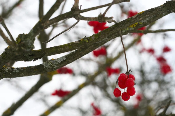 赤いガマズミ属の木の果実のクローズ アップ — ストック写真