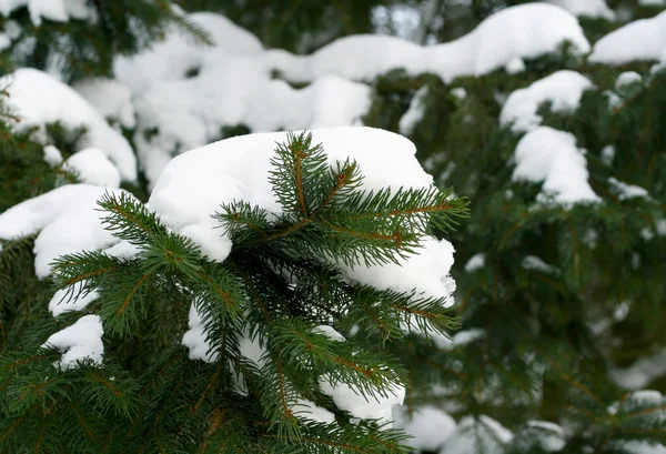 Green fir-tree branches — Stock Photo, Image