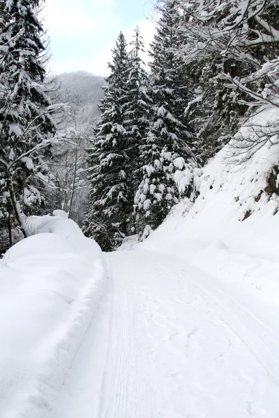 눈덮인 겨울 숲 — 스톡 사진